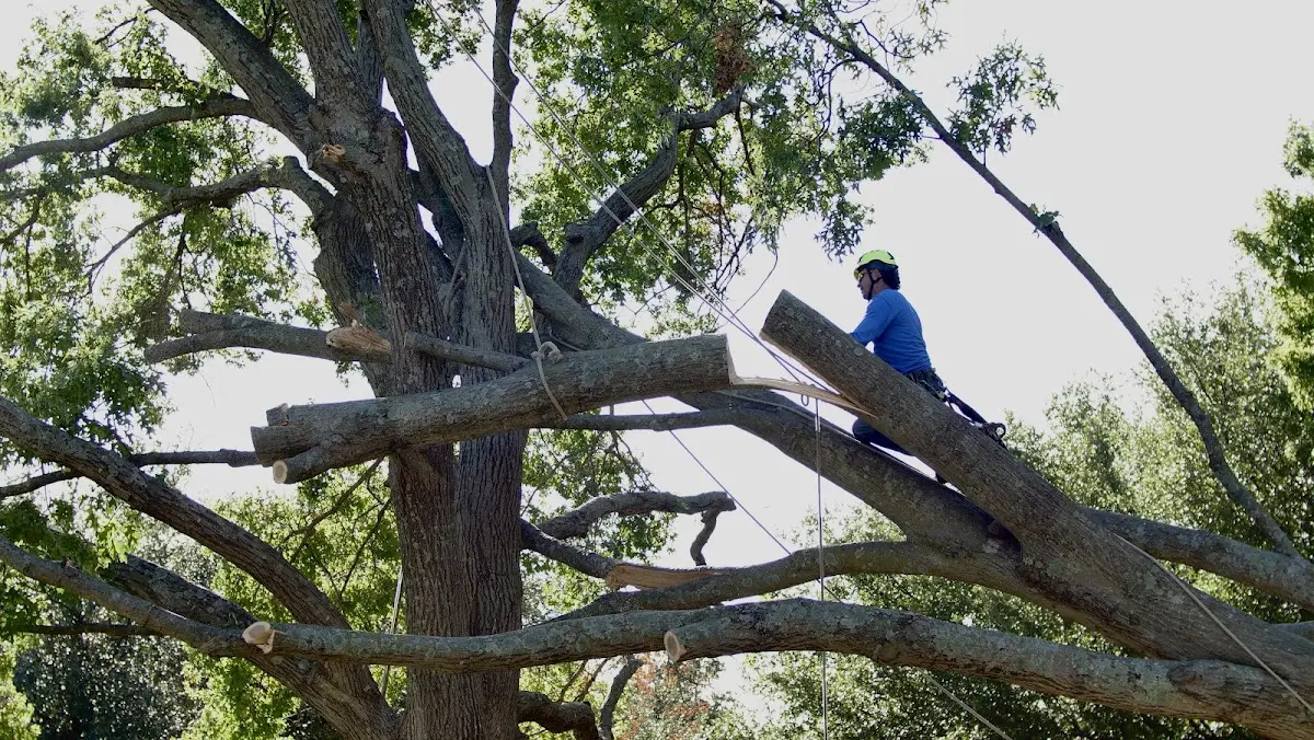 Professional Crown Thinning performed by certified arborists in Stella