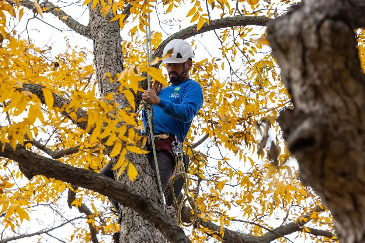 Skilled Dead Tree Removal crew working in Stella